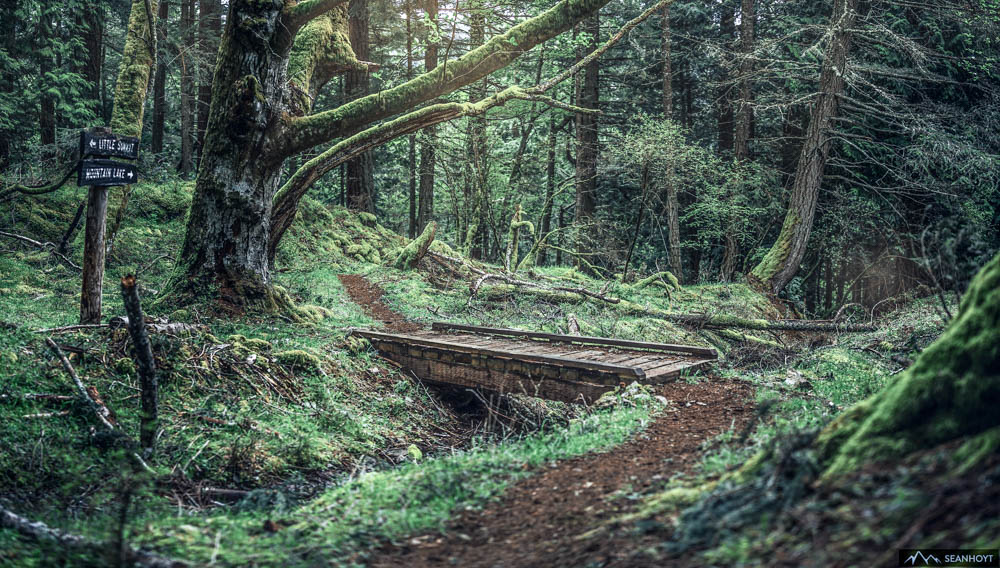 Forest trail with wooden footbridge on lush Orcas Island 