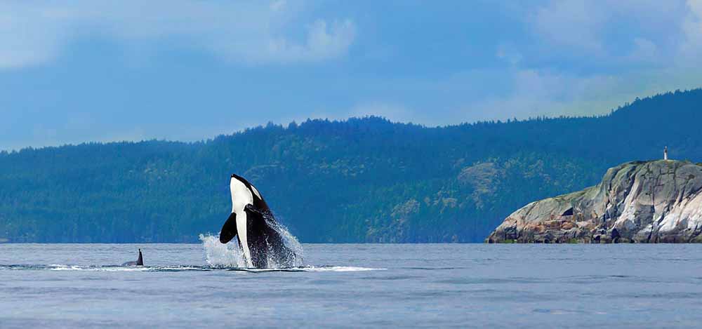 Orca whale breaching in San Juan Islands