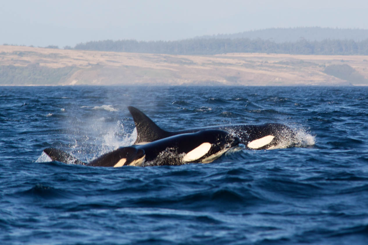 Pod of orcas breaching in near Vancouver Island, BC